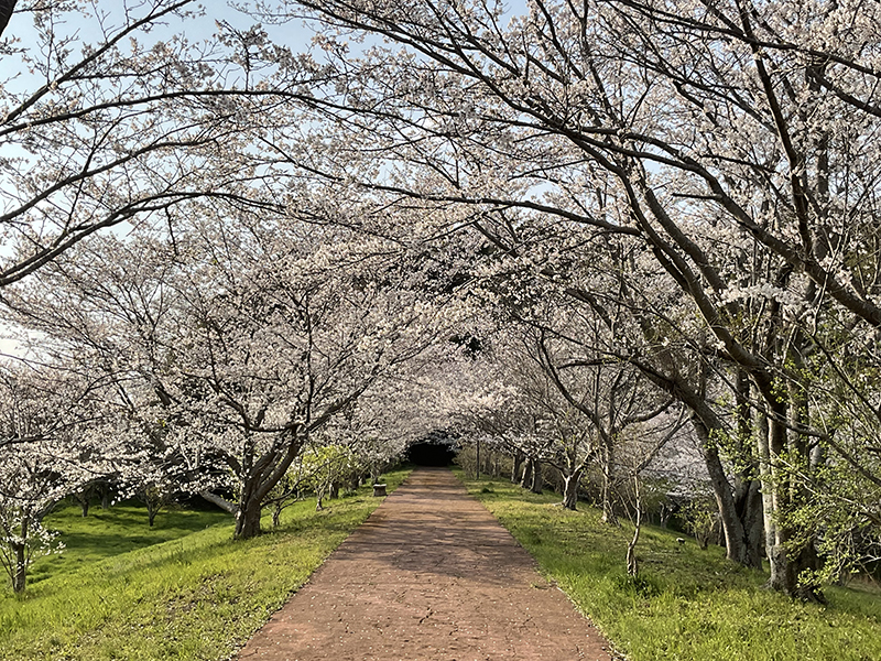 新入社員も頑張っています