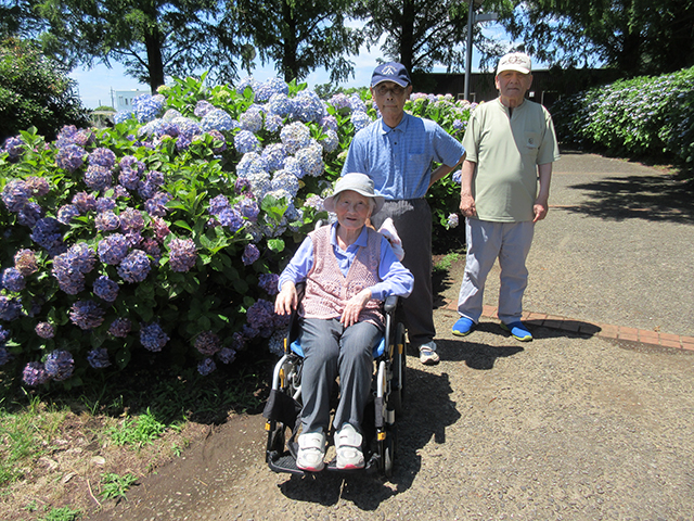 紫陽花見学